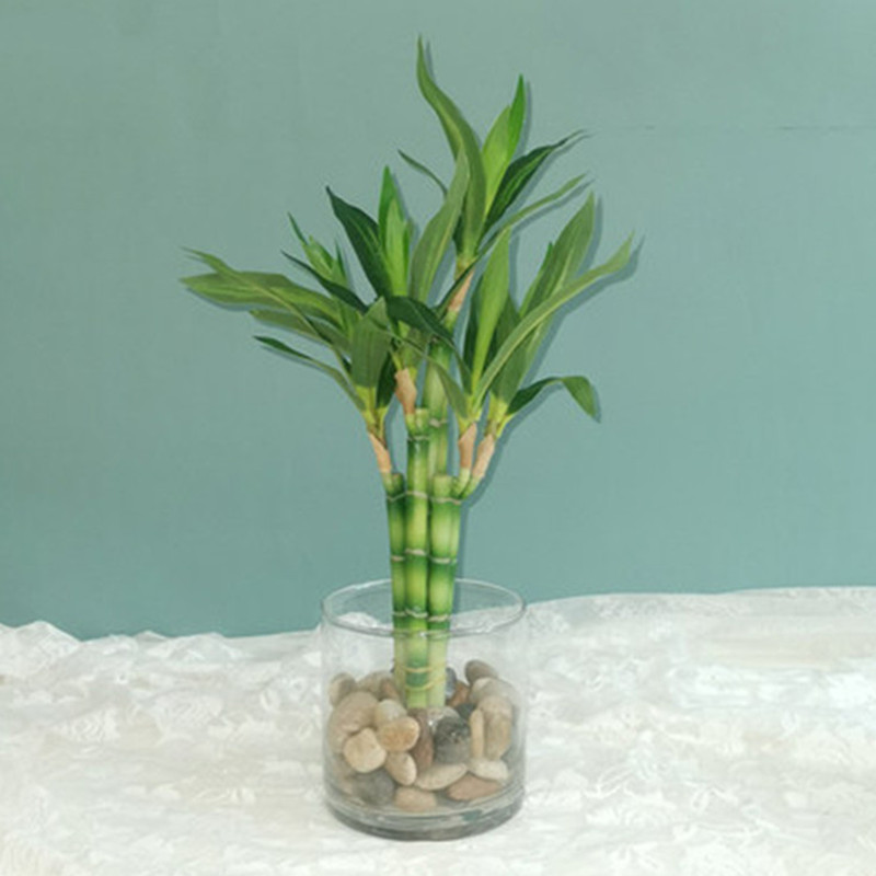 New 40cm rFtificial Lucky Bamb - مراجعة Marine Aquarium Tanks وسعره