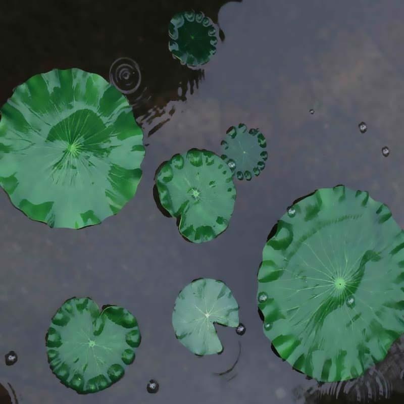 2026 Artificial Water Lily Lot - مراجعة Marine Aquarium Tanks وسعره